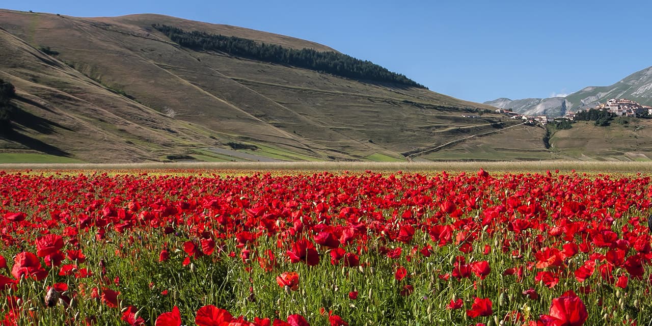 La fioritura della piana di Castelluccio di Norcia