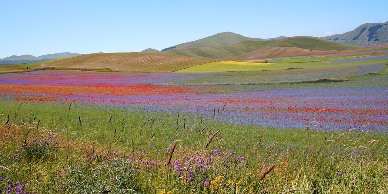 Fioritura della piana di Castelluccio di Norcia