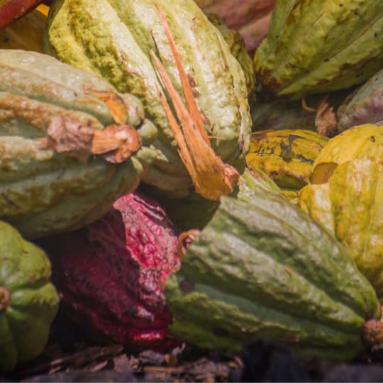 Cacao Migliore