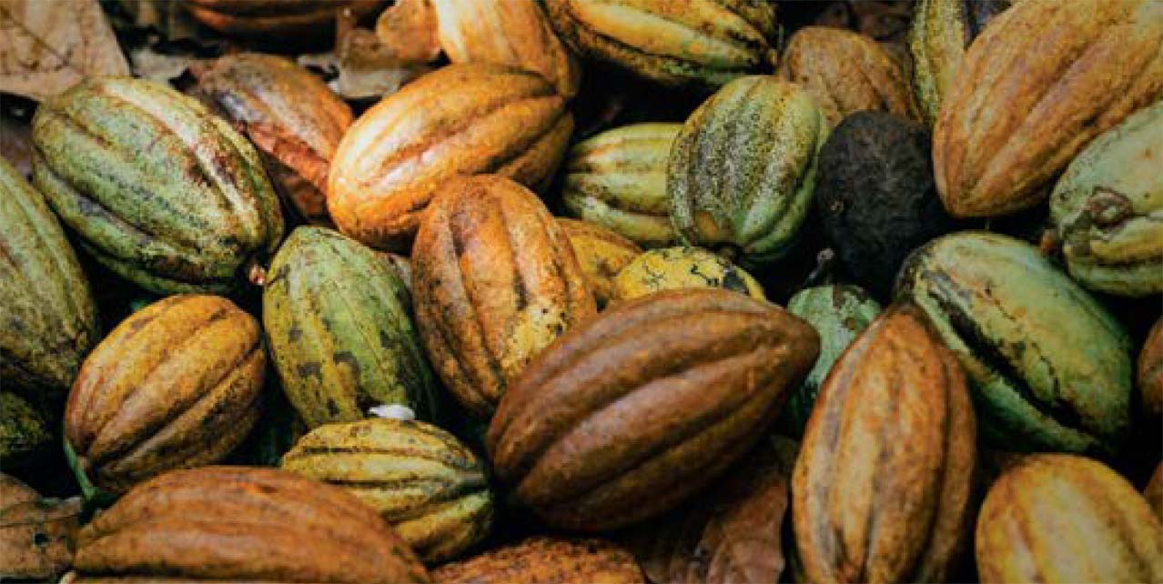 Fave di cacao selezionate per il cioccolato fondente Perugina.