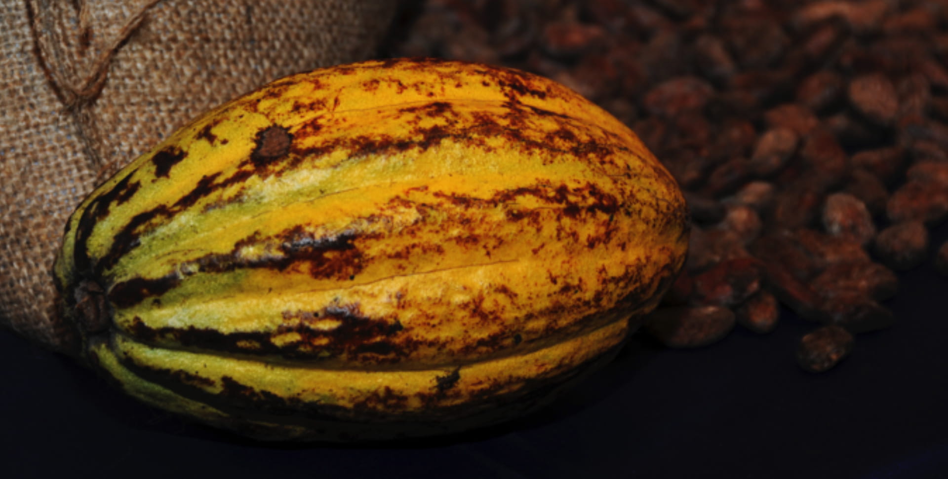 La Storia Del Cacao Dallalbero Al Cioccolato Peruginacom