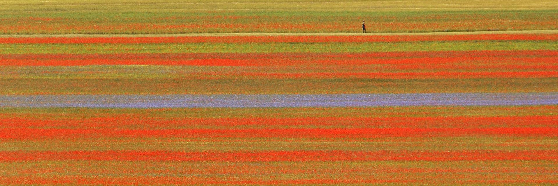 Le voci della rinascita di Castelluccio di Norcia